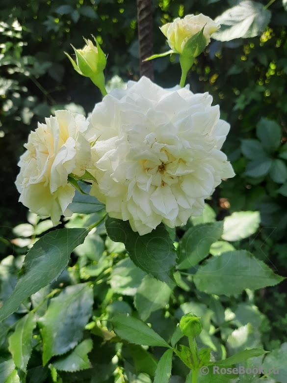 William and Catherine