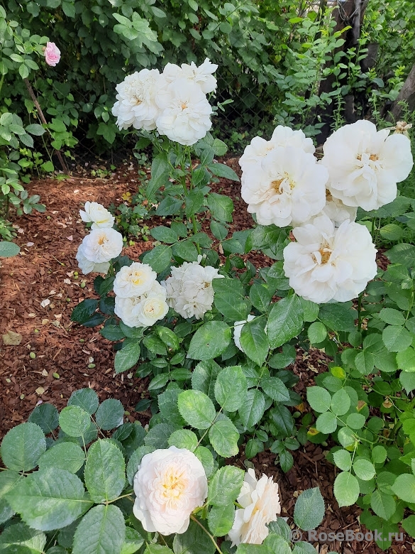 William and Catherine