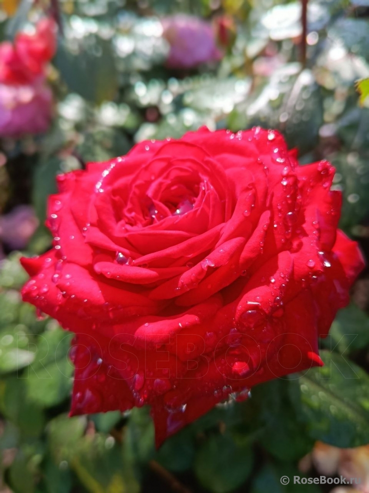 Noemie De Rothschild 