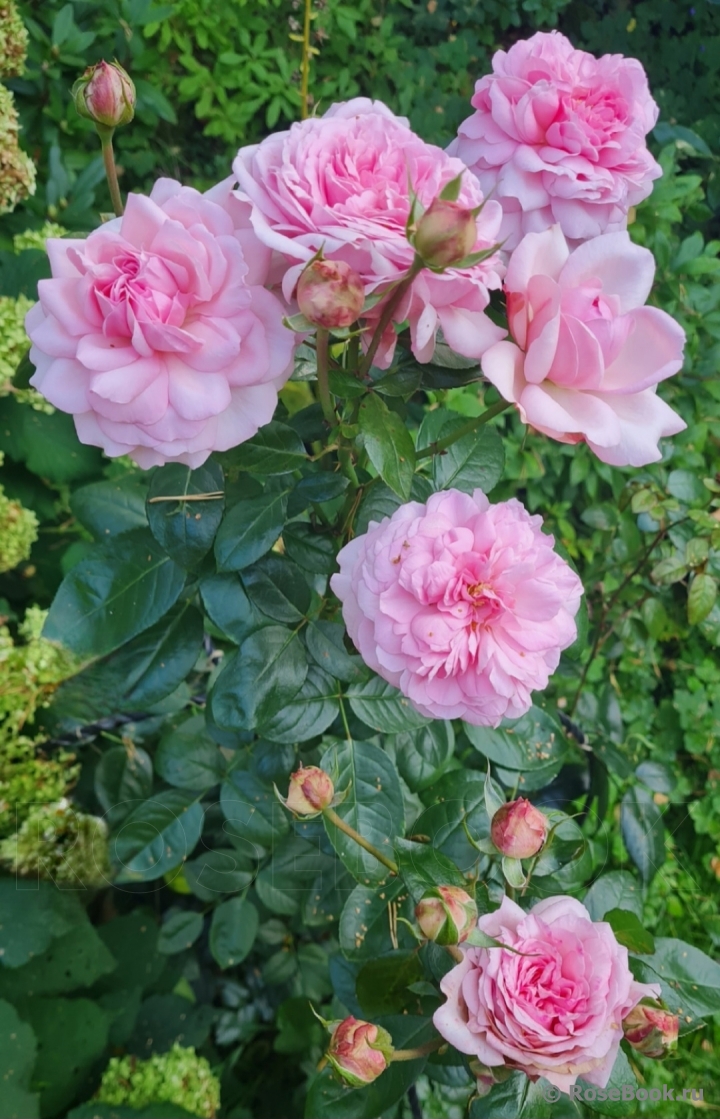 Alexandra - Princesse de Luxembourg ®