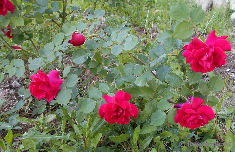 Etoile de Hollande Cl.