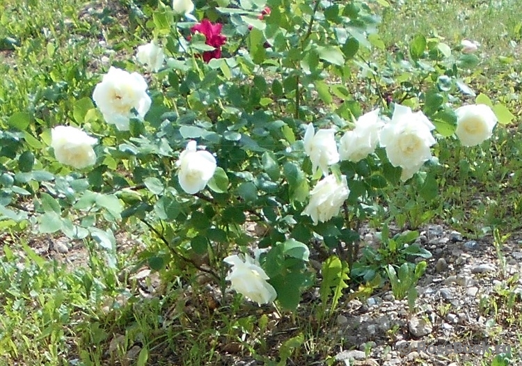 Paul’s Lemon Pillar 