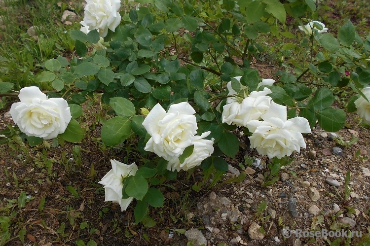 Paul’s Lemon Pillar 