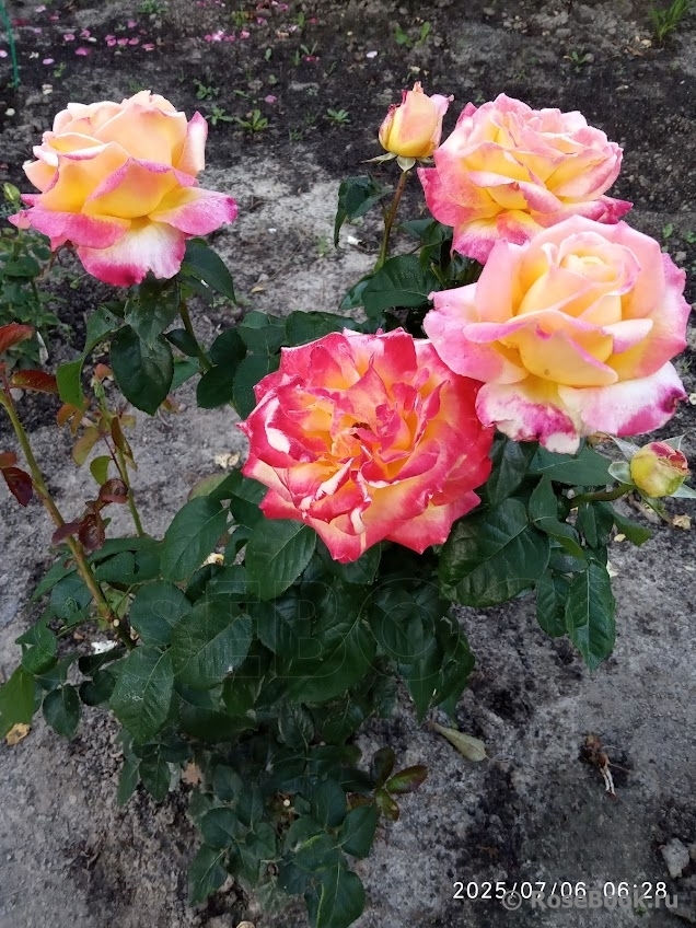 Pullman Orient Express 