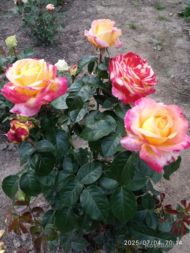 Pullman Orient Express 