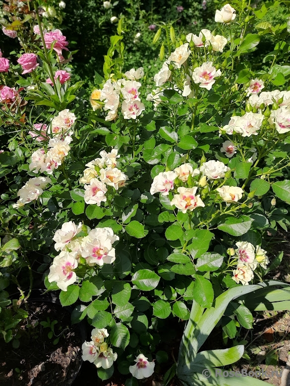 See You in Purple ®