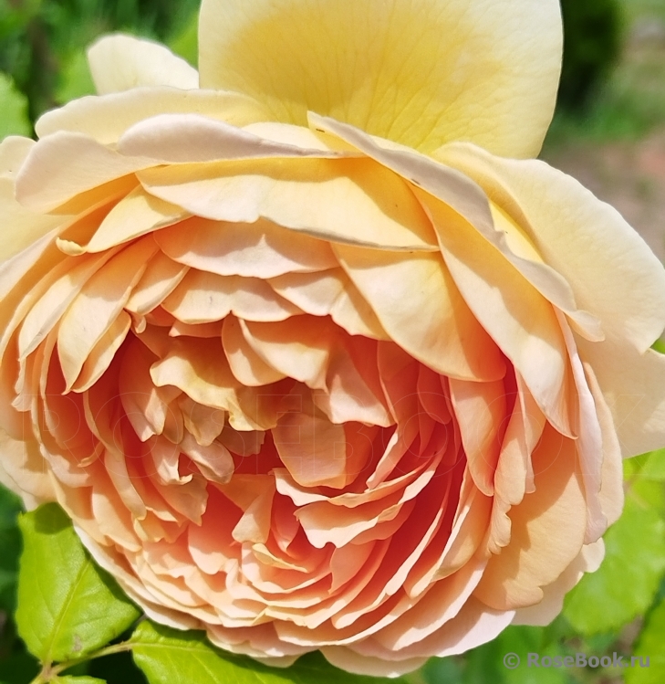 Golden Celebration®