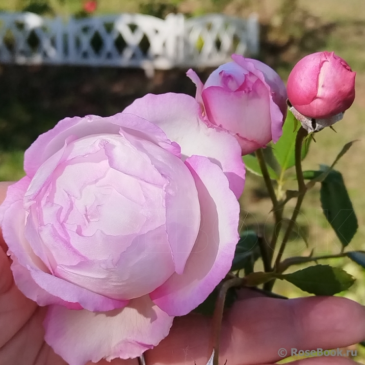 The Mill on the Floss 