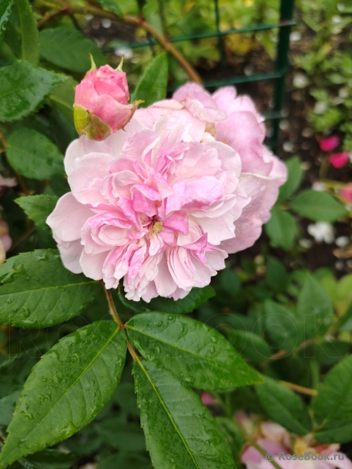 Rosa Romantic Siluetta