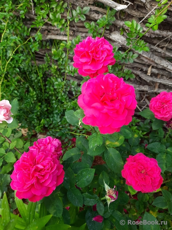 Tess of the d'Urbervilles