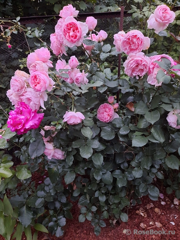 Souvenir de Louis Amade