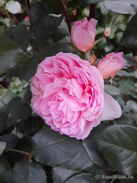 Souvenir de Louis Amade