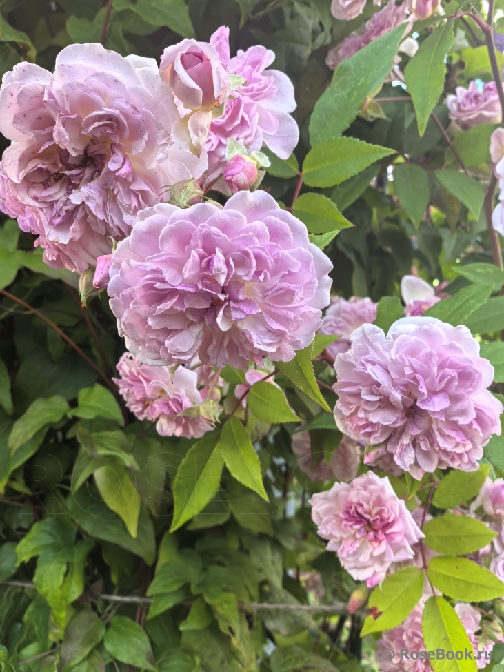 Rosa Romantic Siluetta