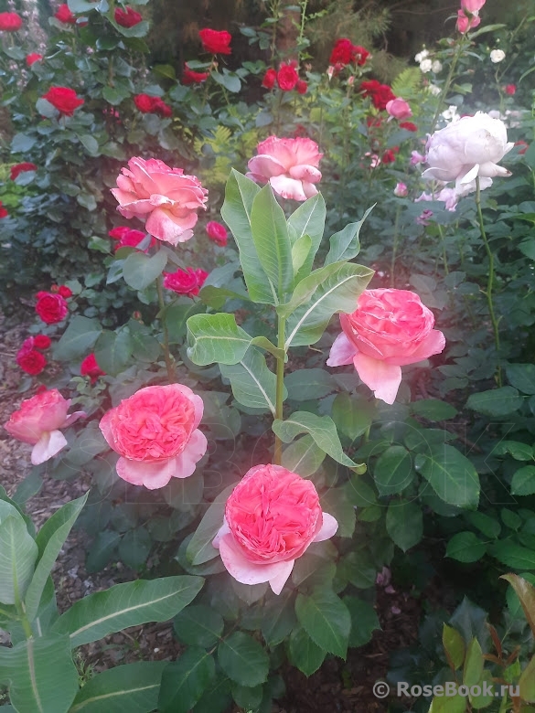 Mademoiselle Meilland