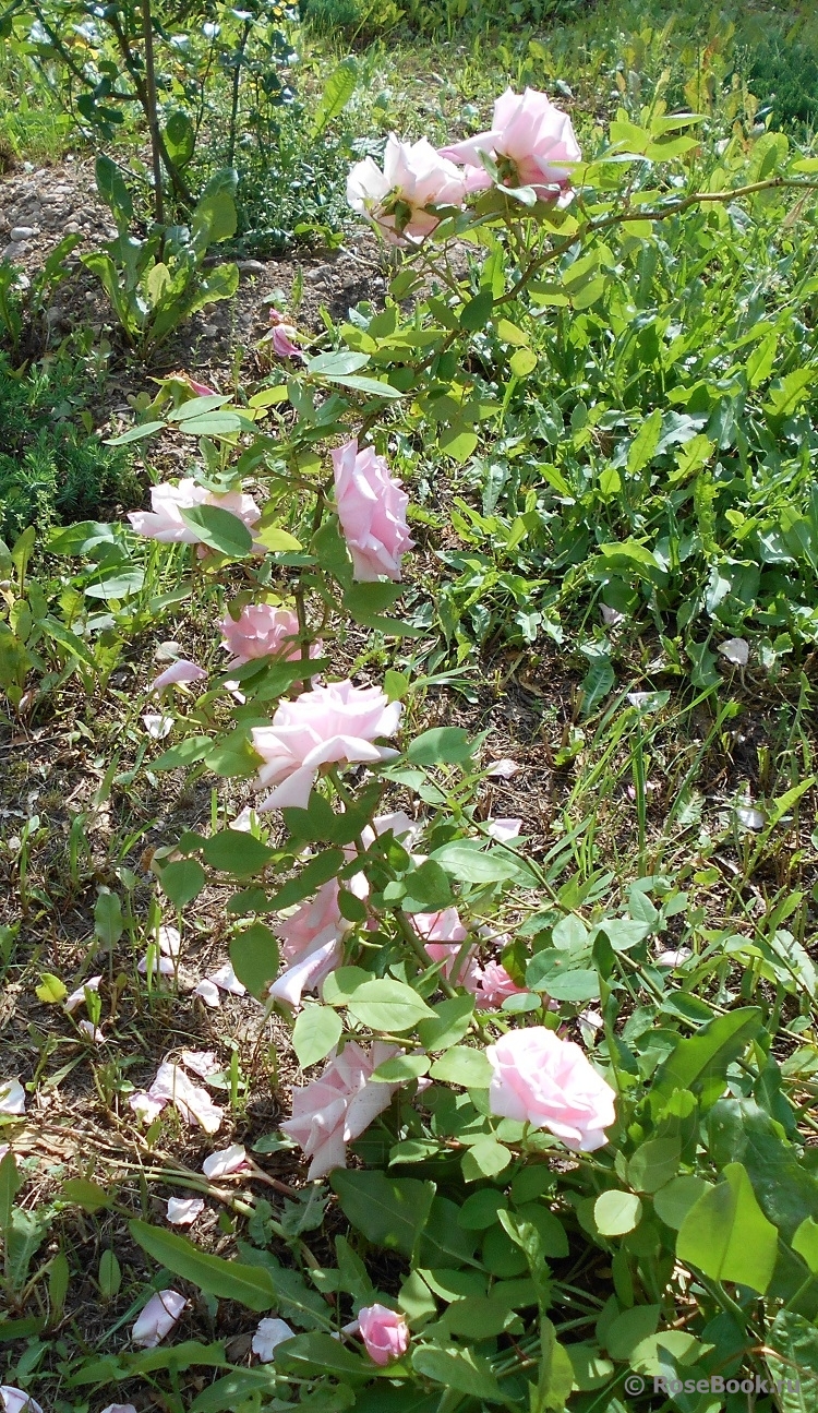 Nina von Stauffenberg