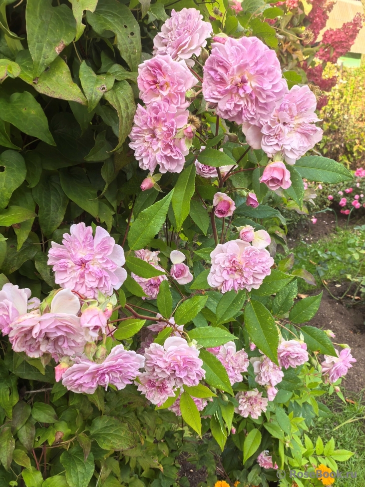 Rosa Romantic Siluetta