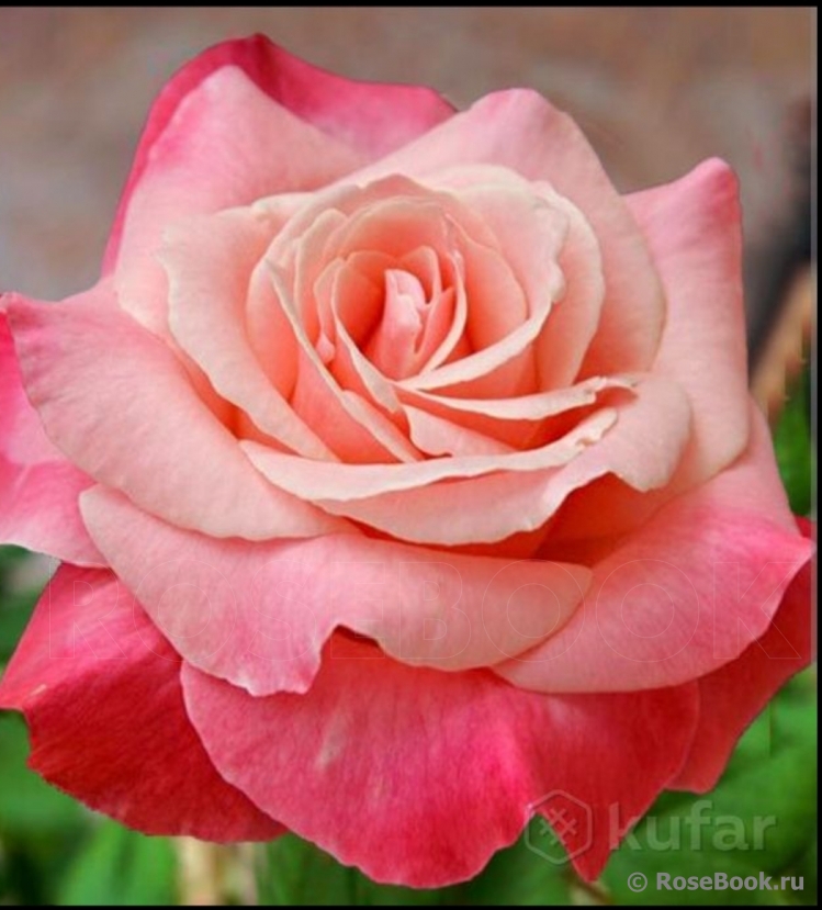 ОПРЕДЕЛИТЕЛЬ