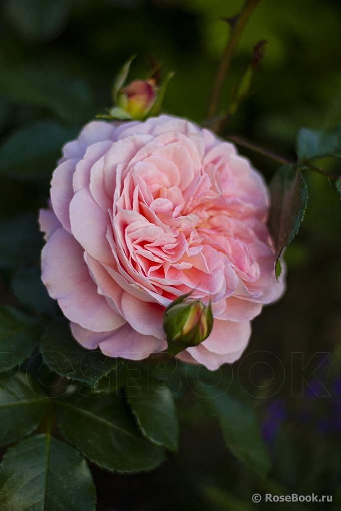 Sangerhauser Jubilaumsrose