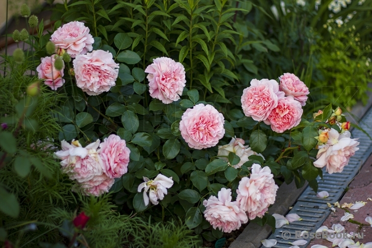 Sangerhauser Jubilaumsrose