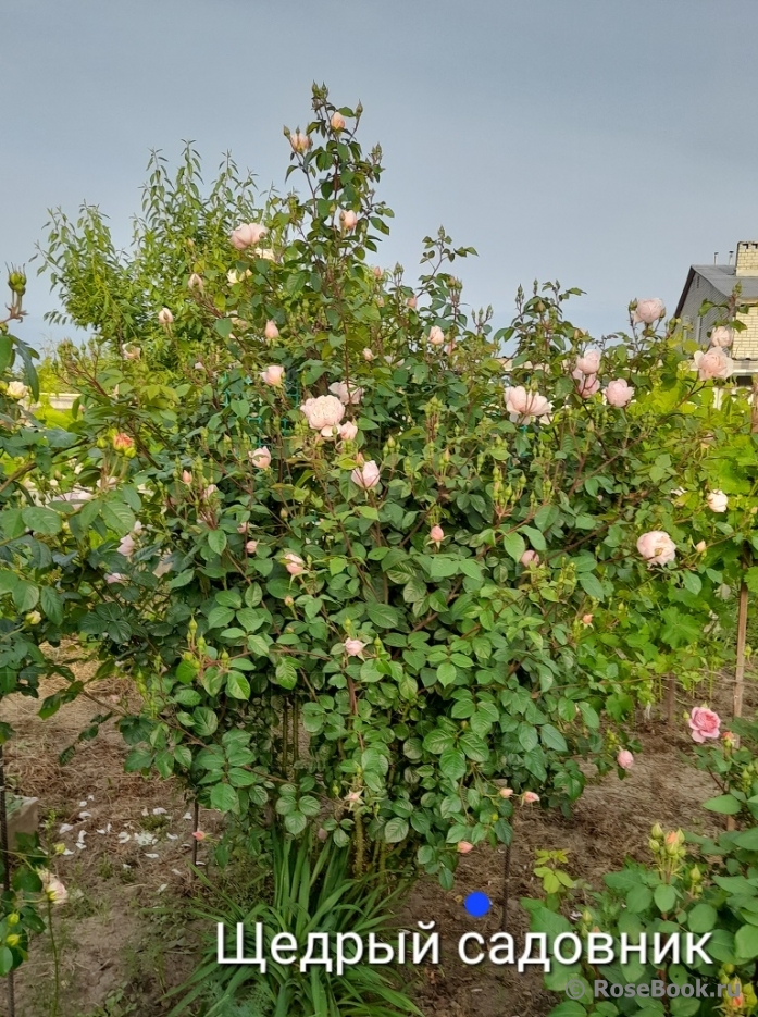 Generous Gardener, The