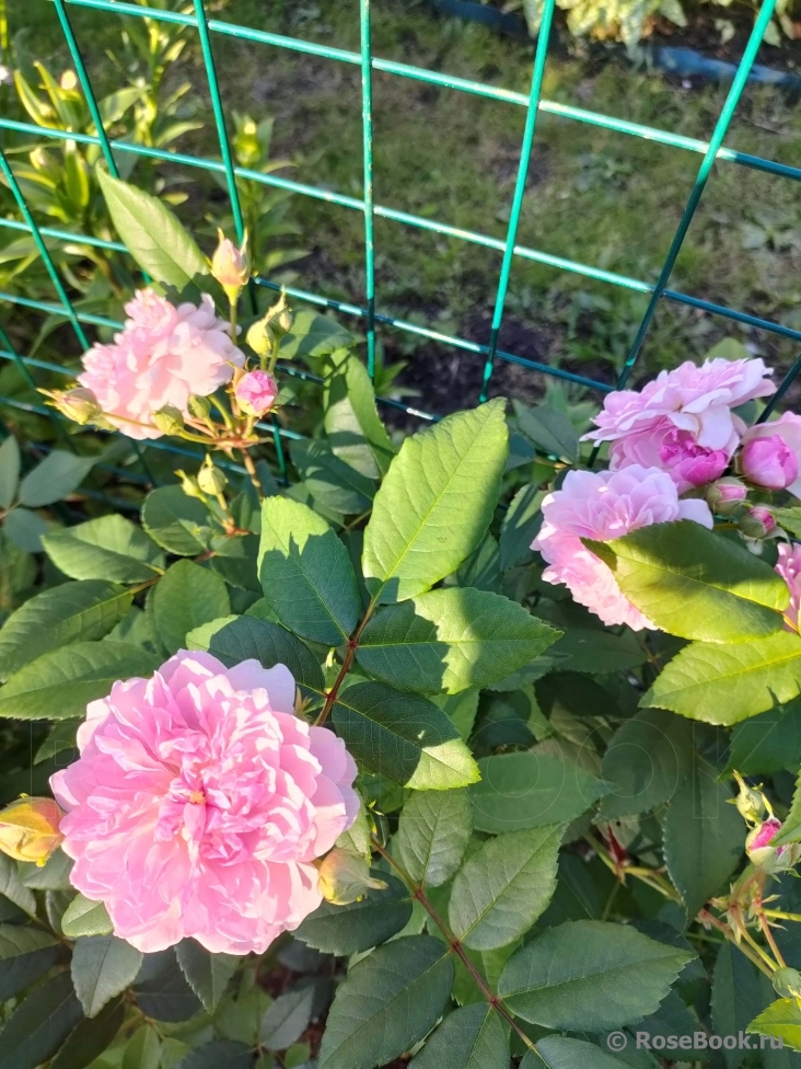 Rosa Romantic Siluetta