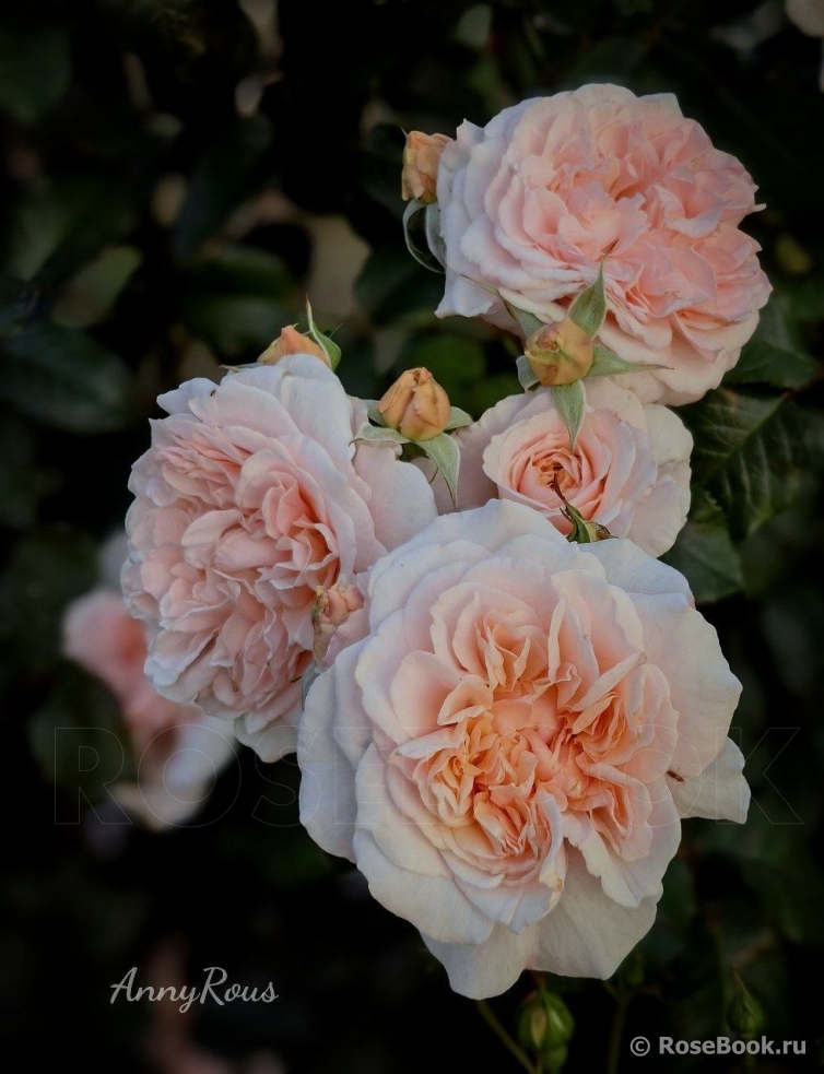 Rose de Tolbiac ®