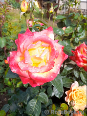 Pullman Orient Express 