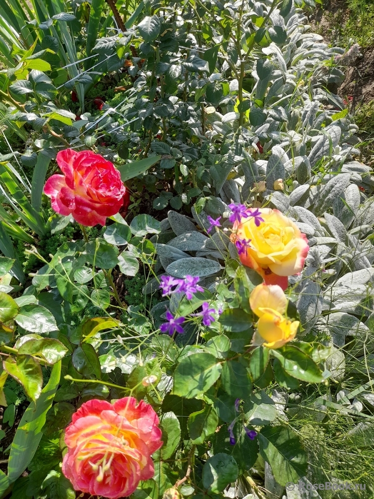 Pullman Orient Express 