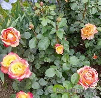 Pullman Orient Express 