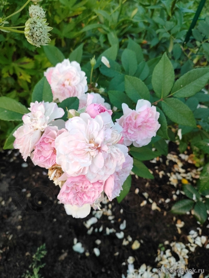Rosa Romantic Siluetta