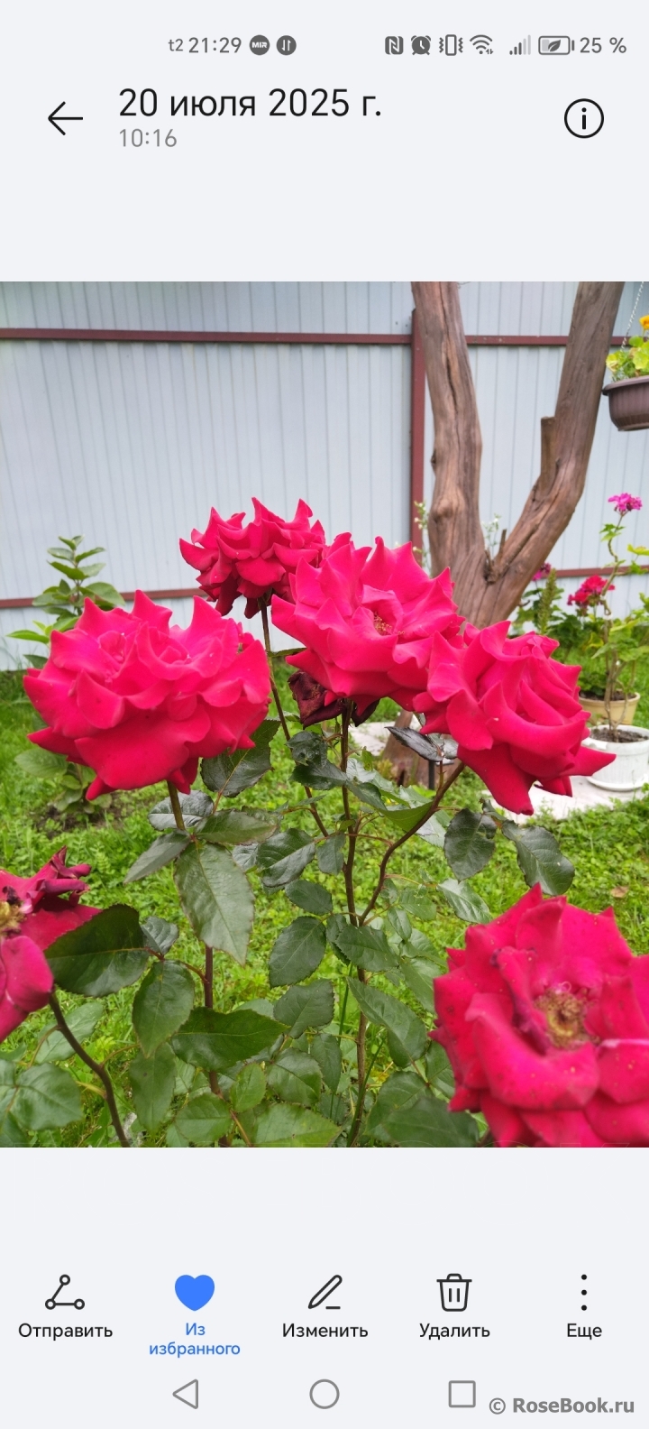 ОПРЕДЕЛИТЕЛЬ