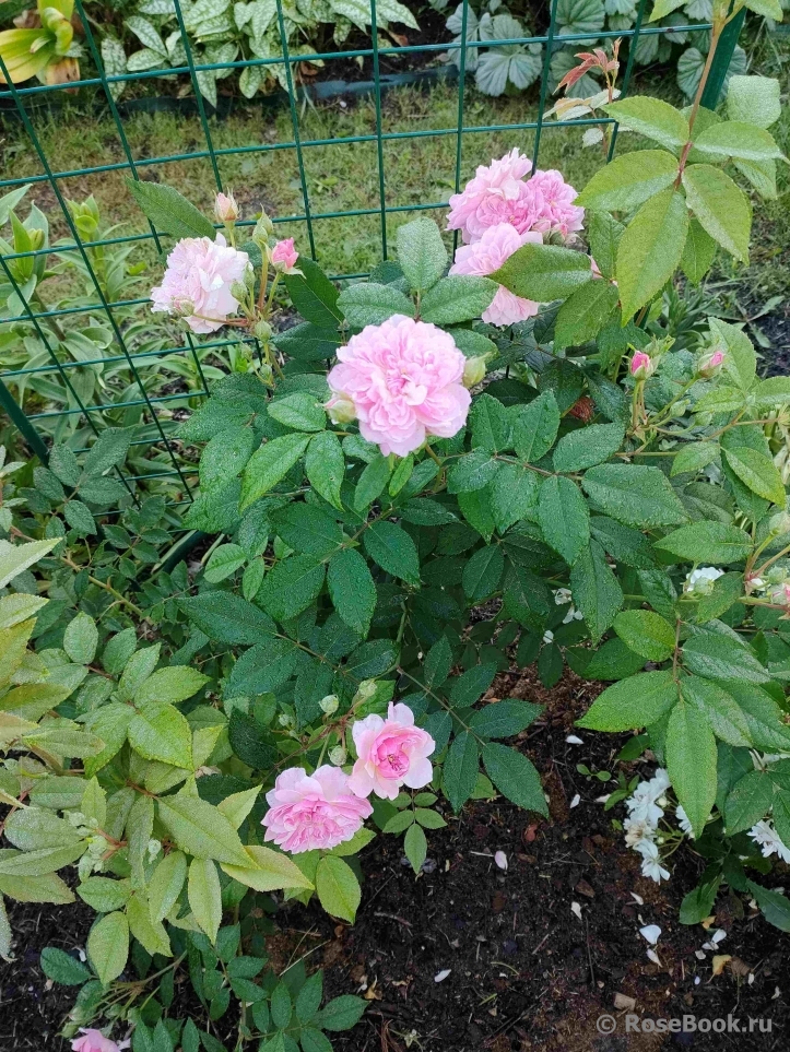 Rosa Romantic Siluetta
