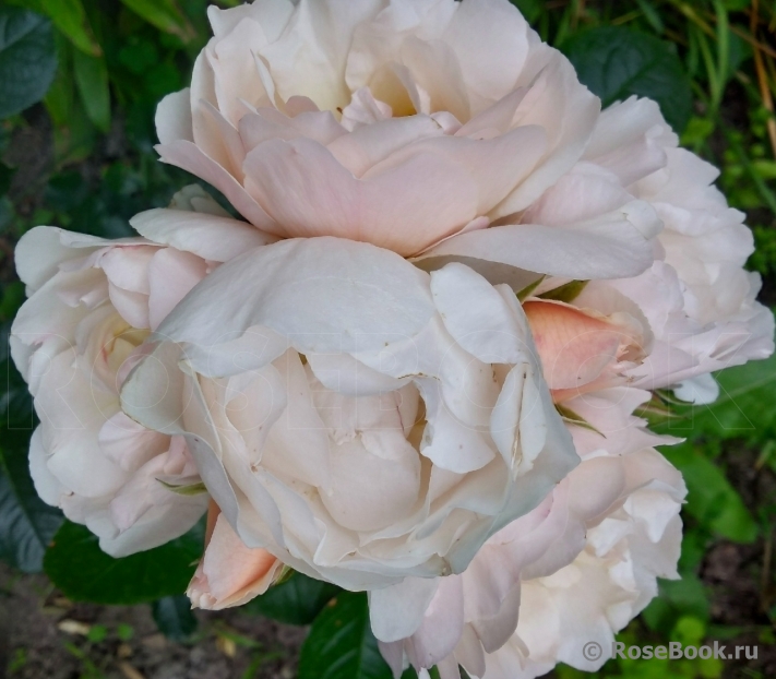 Jardin des Tuileries
