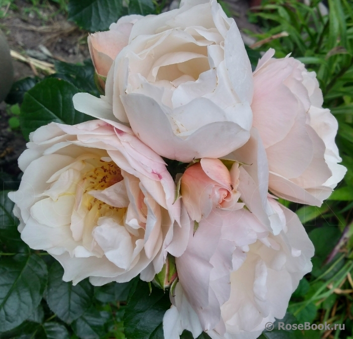 Jardin des Tuileries