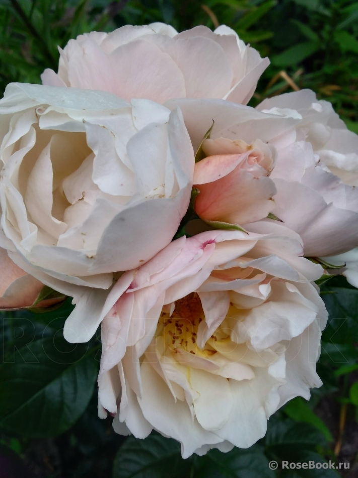 Jardin des Tuileries