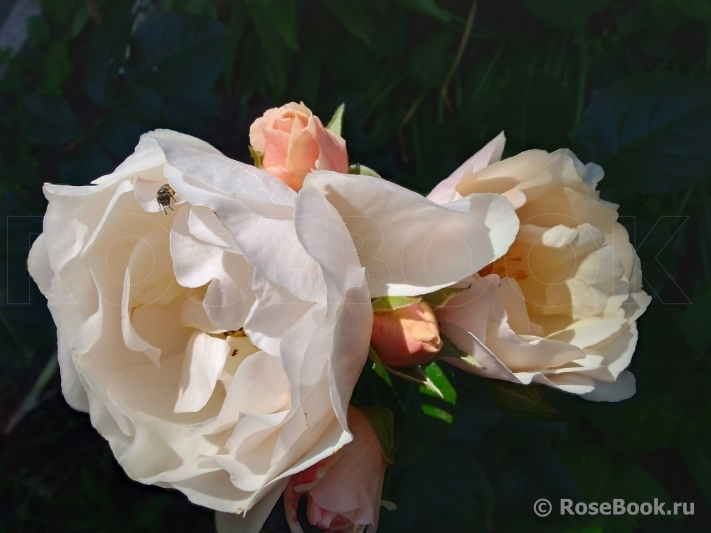 Jardin des Tuileries