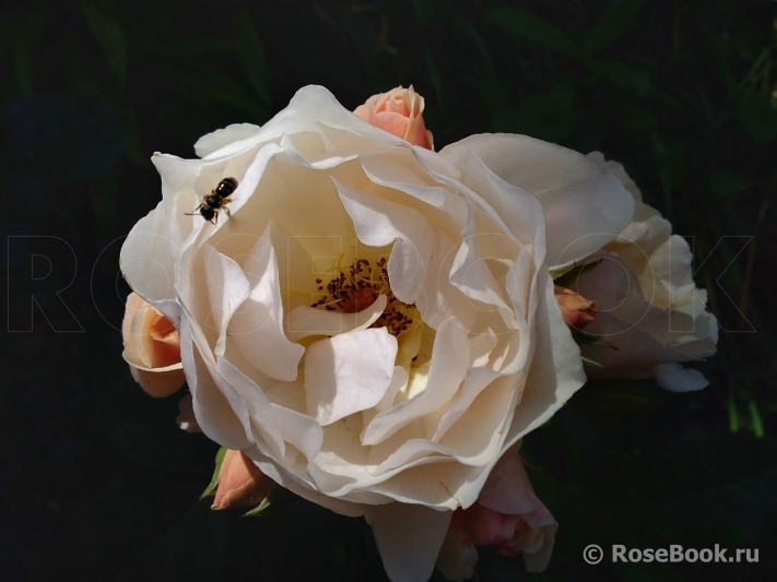 Jardin des Tuileries