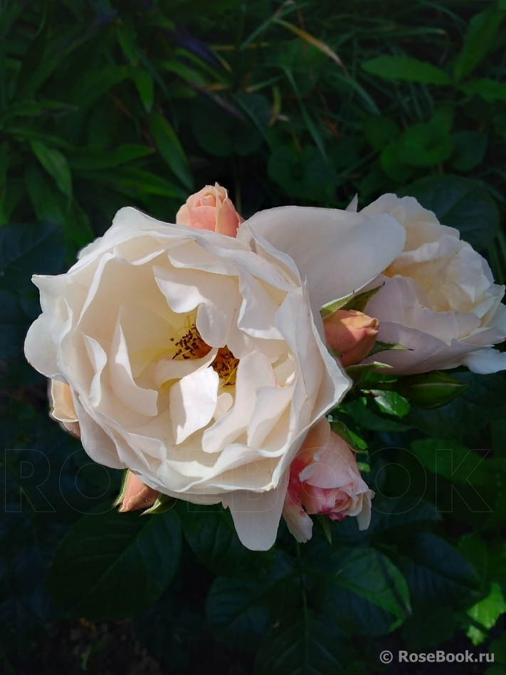 Jardin des Tuileries