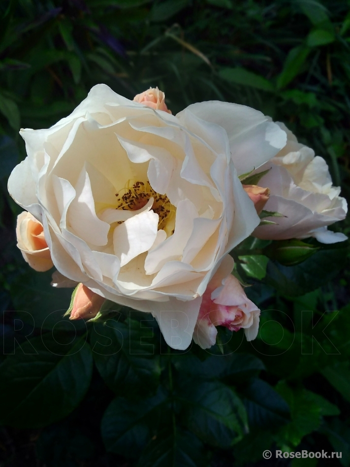 Jardin des Tuileries