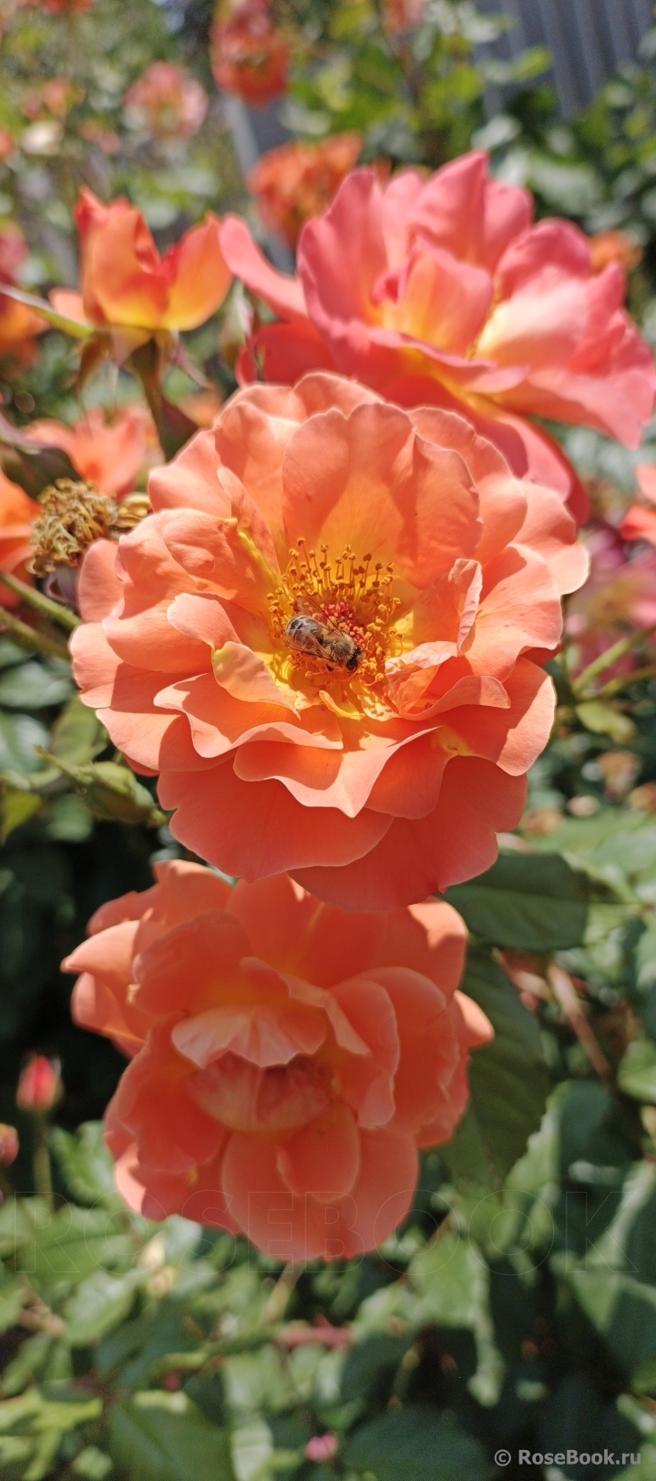 Westerland
