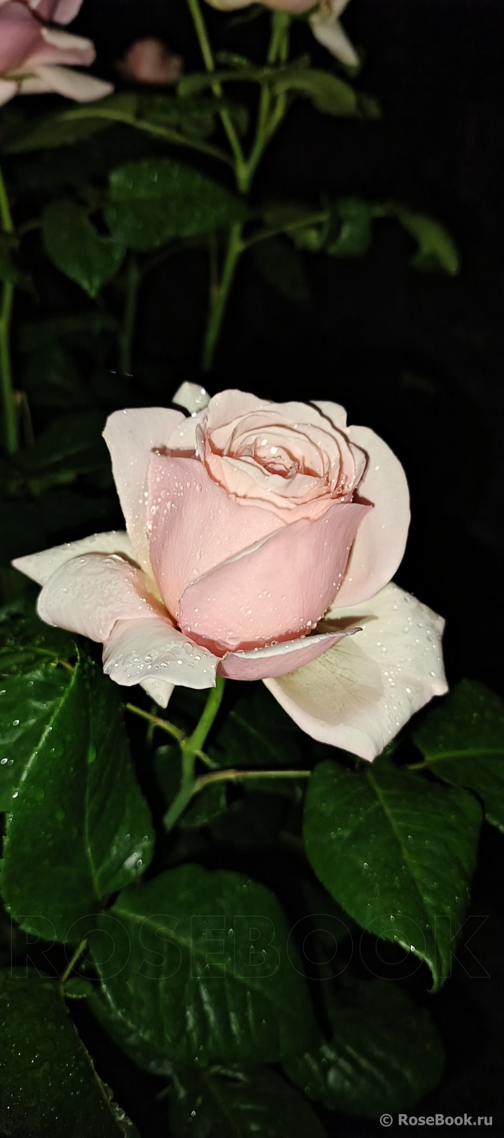 Aphrodite