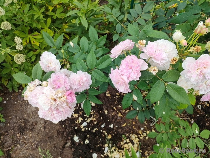 Rosa Romantic Siluetta