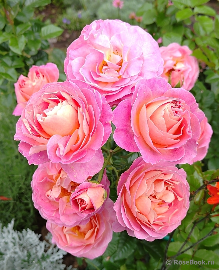 Dornburger Schlossrose