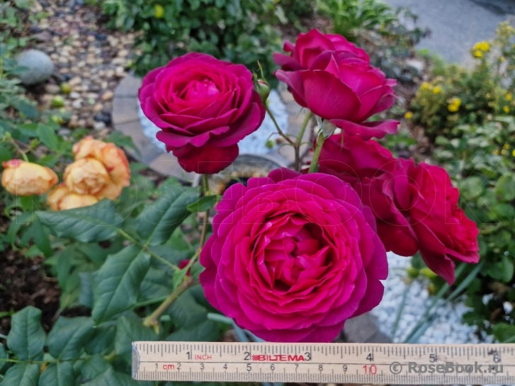Johann Wolfgang von Goethe Rose®