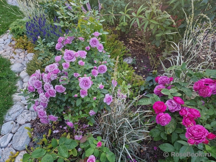 Lavender Flower Circus