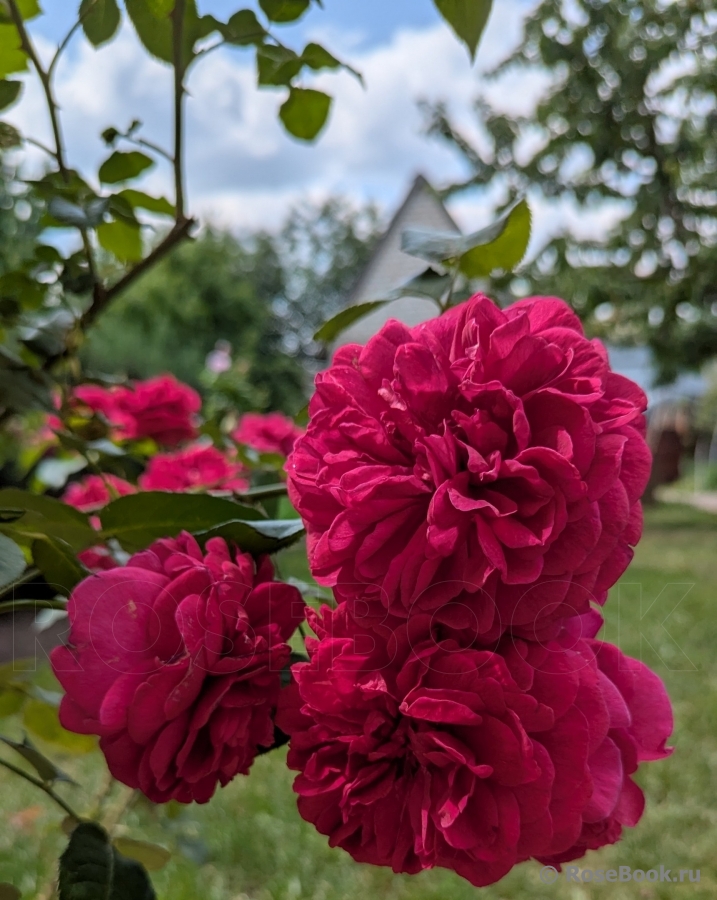 Paul's Scarlet Climber 