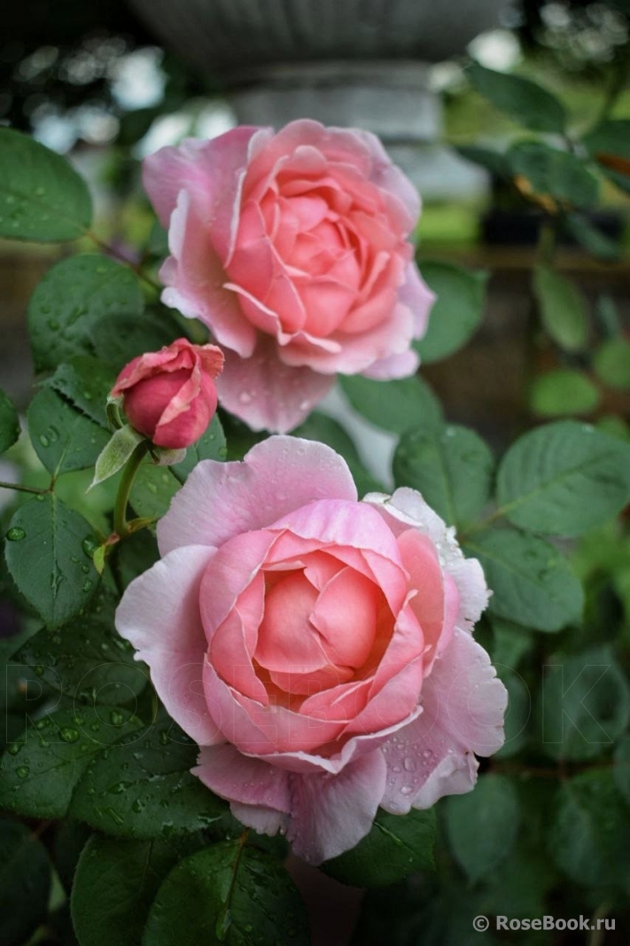Brother Cadfael