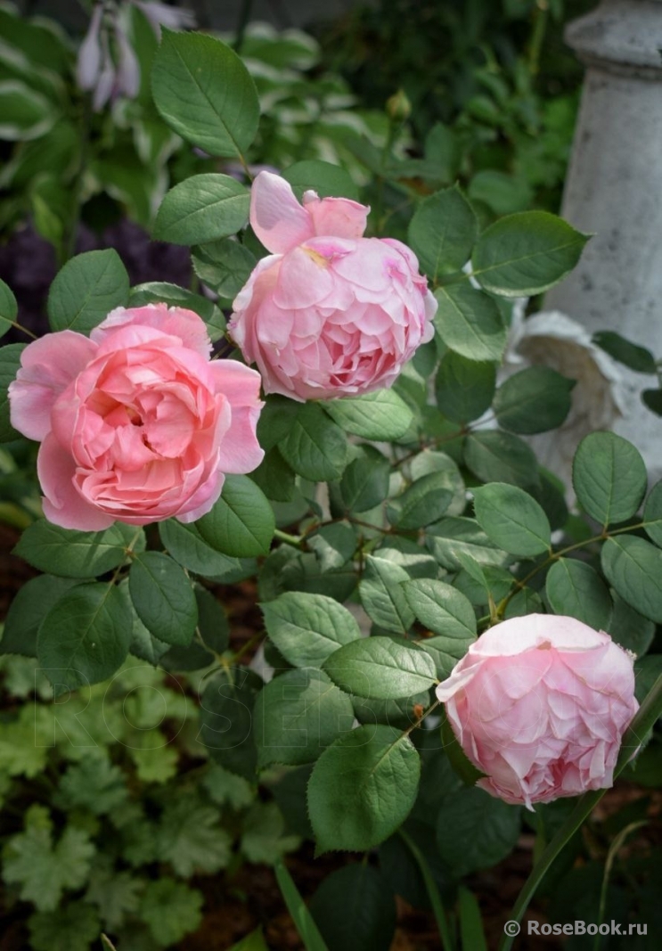 Brother Cadfael