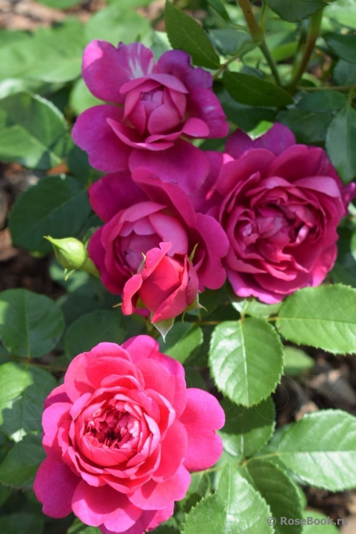 Princess Anne 