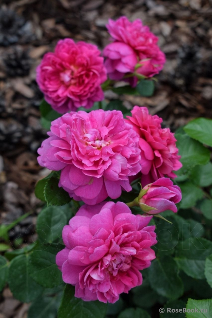 Princess Anne 